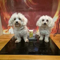Adopt a dog:Moodle Girls/Poodle (Toy)/Female/Younger Than Six Months,I'm a Moodle Girl born 9th June2024will you take me home with you? I'm a mini size and will be in between 3.5 to 5.5 kg when I'm grown up. I am ready for my forever home! call 0418 73 11 42 I will love and kiss you and stay by your side , I'm smart, funny, loyal and cuddly. If you look into my eyes, I will steal your heart. I will be your companion and watch over you. I be ready to join you by the 5th of August.so if you are interested; call. *******1142 REVEAL_DETAILS Yes I am a Moodle! Both my parents are Moodles also my grandparents. I am Immunised , health checked , regularly wormed and micro chipped. It is documented on my Pet-passport.My breed is designed by a Poodle and Maltese. I don't shed Hair! Dirt only sticks to me if am wet and it falls of me when I'm dry..I be ready to join you by the 5th of August. so if you are interested; call. *******1142 REVEAL_DETAILS 