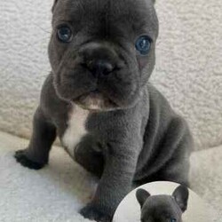 French Bulldog Pups (Purebred) /French Bulldog/Both/Younger Than Six Months,FOR SALEFrench Bulldog PupsColours: Blue/1x Blue Pied4 Female3 MaleCurrently 5 weeks oldReady for homing from the 25th of August, 2024 (8 weeks)Will be microchipped and vaccinatedPrice $2,500 eachLocated in KurrajongFor more info call or text Tara on ******5338 REVEAL_DETAILS 