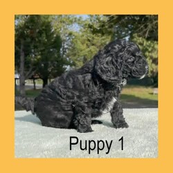 Pure-Bred Miniature Poodle Puppies - DNA clear - Sable and Black/Poodle (Miniature)/Male/Younger Than Six Months,We have 3 beautiful pure-bred boy miniature Poodle puppies available now.One black with a white chin and white stripe down his chest.Two sable in colour with white stripes down their chest. (one pup has a thicker white stripe than the other) - Sable puppies are born black and change colour as they age (up to 2years). The final colour of the pups will be the colour that is currently showing through the black now. They will keep their black ears and tail but the majority of their coat will range from light apricot through to a dusty grey colour – no two are the same.Their parents are miniature poodles. Mum is 33cm tall at the shoulder and weighs around 6.5kgs. Dad is 35cm and weighs about 8.5kgs. Both parents can be viewed in our home at any time.Both parents have been DNA tested and are clear for all of the known miniature poodle diseases.The pups have maintained a strict worming schedule, will have had their first vaccination and will be microchipped at 7 weeks old. They will also come with a written vet health assessment and a 1 year health guarantee per the Responsible Pet Breeders Association requirements.The puppies are raised inside our home and given constant love and attention. They are very friendly and enthusiastic with new people.Being Poodles, they will grow to be active dogs that love their exercise, chasing balls and going for walks. Poodles are known for their intelligence as they learn quickly and easily fit in with your family routine. They have a gentle nature that is suitable for all ages.One thing that sets pure-bred poodles apart is the fact that they are guaranteed to have non-shedding coats. Making them an excellent choice for allergy sufferers or for people who love to have their dog inside but hate the daily hair clean up that comes with it. Because of this, they need regular grooming. It is important their new home understands this and is prepared to keep them well groomed for their health and comfort.For a quick response please text or call Leah on ******** 243 as the gumtree notifications can take some hours to come through. REVEAL_DETAILS 