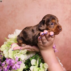 Tiffany/Dachshund									Puppy/Female	/9 Weeks,If you have any questions or would like to make a deposit to place this puppy on hold, give us a call.  