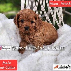 Adopt a dog:6 Beautiful F1B Toy Cavoodle Puppies (4 Males and 1 Female) DNA Clear!//Both/Younger Than Six Months,We have 6 beautiful F1B Cavoodle Puppies From our family dogs, They will be ready on 27th August 2024 (8 weeks old) for their forever homes.They will come Vaccinated, wormed every 2 weeks of age, microchipped, a VET checked, a puppy pack, and 4 Weeks Trupanion Puppy Insurance, and Puppy Birth Certificate.They will be 75% Potty Trained as 25% is depending on how you continue the training. All of Our Puppies are Clear from all of Genetic Diseases.Dad is Apricot Toy Poodle 5kg, and Mum is F1 Cavoodle 6.5 kgThe Parents are loving, loyal with a great temperament and raised in our family home and brought up with children.The parents and puppies are ready to be viewed for a visit or through whatsapp video call.Males (Blue, Green, Orange, Yellow and Red (SOLD) Collar)Females (Pink Collar)We are located near North Richmond, NSWDOB: 02/07/2024We will update of our puppies on Instagram.www.instagram.com/absolutestar_puppies/Fur and Family First Breeder#DS278554