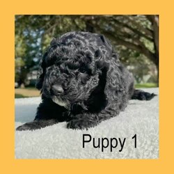 Pure-Bred Miniature Poodle Puppies - DNA clear - Sable and Black/Poodle (Miniature)/Male/Younger Than Six Months,We have 3 beautiful pure-bred boy miniature Poodle puppies available now.One black with a white chin and white stripe down his chest.Two sable in colour with white stripes down their chest. (one pup has a thicker white stripe than the other) - Sable puppies are born black and change colour as they age (up to 2years). The final colour of the pups will be the colour that is currently showing through the black now. They will keep their black ears and tail but the majority of their coat will range from light apricot through to a dusty grey colour – no two are the same.Their parents are miniature poodles. Mum is 33cm tall at the shoulder and weighs around 6.5kgs. Dad is 35cm and weighs about 8.5kgs. Both parents can be viewed in our home at any time.Both parents have been DNA tested and are clear for all of the known miniature poodle diseases.The pups have maintained a strict worming schedule, will have had their first vaccination and will be microchipped at 7 weeks old. They will also come with a written vet health assessment and a 1 year health guarantee per the Responsible Pet Breeders Association requirements.The puppies are raised inside our home and given constant love and attention. They are very friendly and enthusiastic with new people.Being Poodles, they will grow to be active dogs that love their exercise, chasing balls and going for walks. Poodles are known for their intelligence as they learn quickly and easily fit in with your family routine. They have a gentle nature that is suitable for all ages.One thing that sets pure-bred poodles apart is the fact that they are guaranteed to have non-shedding coats. Making them an excellent choice for allergy sufferers or for people who love to have their dog inside but hate the daily hair clean up that comes with it. Because of this, they need regular grooming. It is important their new home understands this and is prepared to keep them well groomed for their health and comfort.For a quick response please text or call Leah on ******** 243 as the gumtree notifications can take some hours to come through. REVEAL_DETAILS 