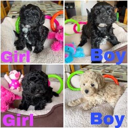 Adopt a dog:Moodle Puppies DNA Clear, Companion, Therapy or Family Dogs/Poodle (Toy)/Both/Younger Than Six Months,*Small Toy Size*Happy and Playful*Gentle and Loving*Great with Children and other pets*Moodles are a Family favourite.*Perfect for Therapy or Support roles* Intelligent and willing to pleaseSuper Cute fluffy "Teady Bear" Moodles2nd Generation, Mum is Toy Poodle and Dad is a tiny Toy Moodle.Both parents are small weighing just 3 -4kgs.1 Black Boy with white chest & chin $15001 Cream Boy as cute as can be! $18001 Black Girl with tiny white chin $18001 Black Girl with white chest & chin $1800Our puppies are raised with love and cuddles and all the activity of a happy home.Puppies Breezed through their health checks, they are wormed, microchipped and VaccinatedPlease be sure you are ready for a puppy BEFORE YOU ENQUIRE, home and yard suitable and you have discussed with family OR LANDLORD first.We are in Queensland near Ipswich if you would like to meet and collect your Puppy, delivery or transport can also be arranged if you are not local to Brisbane / Ipswich.Full Breeders support and information provided.Puppies come with a Puppy Welcome Pack including sample of food, treats, Vaccination record, a favorite toy etc.Available from 17/08/24Sandy ******4416 REVEAL_DETAILS Registered Queensland BreederBIN 0004082092852