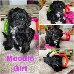 Adopt a dog:Moodle Puppies DNA Clear, Companion, Therapy or Family Dogs/Poodle (Toy)/Both/Younger Than Six Months,*Small Toy Size*Happy and Playful*Gentle and Loving*Great with Children and other pets*Moodles are a Family favourite.*Perfect for Therapy or Support roles* Intelligent and willing to pleaseSuper Cute fluffy "Teady Bear" Moodles2nd Generation, Mum is Toy Poodle and Dad is a tiny Toy Moodle.Both parents are small weighing just 3 -4kgs.1 Black Boy with white chest & chin $15001 Cream Boy as cute as can be! $18001 Black Girl with tiny white chin $18001 Black Girl with white chest & chin $1800Our puppies are raised with love and cuddles and all the activity of a happy home.Puppies Breezed through their health checks, they are wormed, microchipped and VaccinatedPlease be sure you are ready for a puppy BEFORE YOU ENQUIRE, home and yard suitable and you have discussed with family OR LANDLORD first.We are in Queensland near Ipswich if you would like to meet and collect your Puppy, delivery or transport can also be arranged if you are not local to Brisbane / Ipswich.Full Breeders support and information provided.Puppies come with a Puppy Welcome Pack including sample of food, treats, Vaccination record, a favorite toy etc.Available from 17/08/24Sandy ******4416 REVEAL_DETAILS Registered Queensland BreederBIN 0004082092852