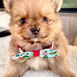 Pomeranian puppies /Pomeranian/Male/Younger Than Six Months,Gumtree adTitlePomeranian small puppiesWe are proud owners of 4 gorgeous Pomeranian puppies 