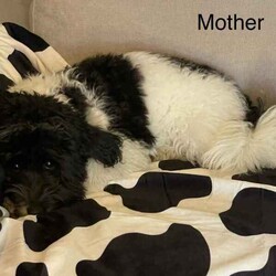 Poodle X Japanese spitz/Poodle (Toy)/Both/Younger Than Six Months,Gorgeous litter of Japoodle puppies up for sale!2 X Male & 2 FemalesDate of birth: 23/6/24Ready for forever home from the 8/9/24✔️Vet Check✔️Microchip✔️Wormed✔️Vaccinated✔️Parents DNA testedNon-shedding / hypoallergenic.Family friendly, great companion dog.Mother: Poodle X Japanese Spitz (party black/ white - 5kg)Father: Toy Poodle (red - 3.7kg)