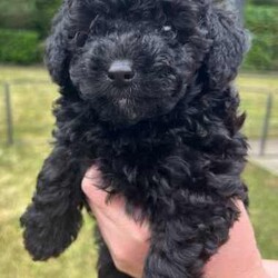 Poodle X Japanese spitz/Poodle (Toy)/Both/Younger Than Six Months,Gorgeous litter of Japoodle puppies up for sale!2 X Male & 2 FemalesDate of birth: 23/6/24Ready for forever home from the 8/9/24✔️Vet Check✔️Microchip✔️Wormed✔️Vaccinated✔️Parents DNA testedNon-shedding / hypoallergenic.Family friendly, great companion dog.Mother: Poodle X Japanese Spitz (party black/ white - 5kg)Father: Toy Poodle (red - 3.7kg)