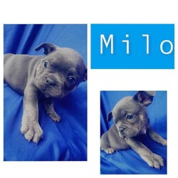 French bulldog puppies /French Bulldog/Male/Younger Than Six Months,Looking for a loving home for these 6 charming French Bulldog puppies! These playful pups are full of personality and are ready to bring joy to your family. With their unique markings and sweet temperaments, they'll make the perfect furry companions. Don't miss out on the opportunity to welcome one of these cuties into your life! Contact me for more details and to meet these adorable pups! 