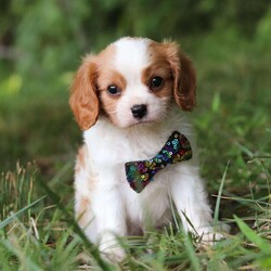 Comet/Cavalier King Charles Spaniel									Puppy/Male	/9 Weeks,Comet is the definition of “pawsitively” delightful! He has the cutest little face of a AKC Cavalier King Charles Spaniel, always ready to brighten your day with his playful antics. This little guy is incredibly affectionate and loves snuggles, making the perfect cuddle buddy. With bright eyes that seem to sparkle with mischief and warmth, he is always ready to embark on a new adventure or curl up by your side for a relaxing afternoon nap. Whether he’s impressing you with his quick learning abilities during training sessions or showering you with licks and tail wags, his joyful spirit and gentle demeanor make him an irresistible addition to any loving home. His friendly nature, boundless energy and little sparks of spunk will keep you entertained, and his endearing loyalty will warm your heart.