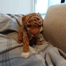 Toy Poodle Puppies (Adorable & Non Shedding)/Poodle (Toy)/Male/Younger Than Six Months,Adorable 3 male toy poodle puppies for sale from 2 toy poodle parents.Mother - red & white toy poodle (DNA cleared from parentage)Father - red toy poodle (DNA tested and clear)1 boy - brown & white (white muzzle)1 boy - red & white (partial liver colour nose)1 boy - cream & whiteAll 3 gorgeous boys born 6.6.24 and ready to go from 1 August 2024 (8 weeks). Vaccinated and microchipped and wormed.These are fantastic pets for families, elderly and for anyone that has allergies. Non shedding coat by genetics and very intelligent. They will grow to be about 3.5-4.5 kg.These little bundles of joy will love to find a loving home and are socialised with our other (unrelated) adult dog too.Serious buyers only. Please send me a message or text.