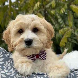 /Cavoodle/Both/Younger Than Six Months,We have a gorgeous litter of miniature Cavoodle puppies, READY TO GO NOW to their loving new homes.Our beautiful puppies are first generation, mum is a pure breed ruby cavalier King Charles spaniel and dad is a pure breed miniature poodle, DNA tested with Orivet, friendly, affectionate family pets both weigh around 8-9kilos and approximately 38cm in height.Cavoodles are the perfect breed for any family.These playful and cuddly puppies are microchipped, vaccinated 1st and 2nd, Vet checked and wormed/tick/flea treated and 6 weeks pet insurance.2 Male PuppiesVisits WelcomeRegistered breeder with the RPBA5648BIN0009435405445