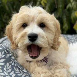 /Cavoodle/Both/Younger Than Six Months,We have a gorgeous litter of miniature Cavoodle puppies, READY TO GO NOW to their loving new homes.Our beautiful puppies are first generation, mum is a pure breed ruby cavalier King Charles spaniel and dad is a pure breed miniature poodle, DNA tested with Orivet, friendly, affectionate family pets both weigh around 8-9kilos and approximately 38cm in height.Cavoodles are the perfect breed for any family.These playful and cuddly puppies are microchipped, vaccinated 1st and 2nd, Vet checked and wormed/tick/flea treated and 6 weeks pet insurance.2 Male PuppiesVisits WelcomeRegistered breeder with the RPBA5648BIN0009435405445
