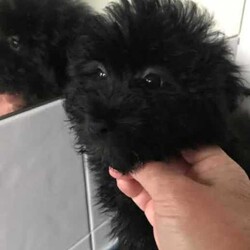 POMERANIAN x TOY POODLE/Pomeranian/Female/Younger Than Six Months,LAST ONE ADORABLE POMERANIAN puppyReady to join your familyThis cute little creature has grown up in a family environment.She will quickly adopt to your environment, please take opportunately to come and visit her to experience her humble nature and love.Mom - pomeranianDad - toy poodle*Vet checked*Microchipped*Vaccinated*Wormed every 2 weeksDOB - 5/04/2024Thank you
