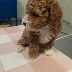 Toy Poodle Puppies (Adorable & Non Shedding)/Poodle (Toy)/Male/Younger Than Six Months,Adorable 3 male toy poodle puppies for sale from 2 toy poodle parents.Mother - red & white toy poodle (DNA cleared from parentage)Father - red toy poodle (DNA tested and clear)1 boy - brown & white (white muzzle)1 boy - red & white (partial liver colour nose)1 boy - cream & whiteAll 3 gorgeous boys born 6.6.24 and ready to go from 1 August 2024 (8 weeks). Vaccinated and microchipped and wormed.These are fantastic pets for families, elderly and for anyone that has allergies. Non shedding coat by genetics and very intelligent. They will grow to be about 3.5-4.5 kg.These little bundles of joy will love to find a loving home and are socialised with our other (unrelated) adult dog too.Serious buyers only. Please send me a message or text.