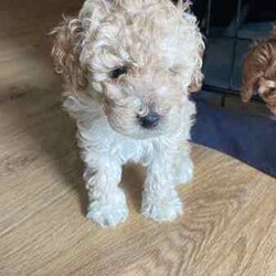 Toy Poodle Puppies (Adorable & Non Shedding)/Poodle (Toy)/Male/Younger Than Six Months,Adorable 3 male toy poodle puppies for sale from 2 toy poodle parents.Mother - red & white toy poodle (DNA cleared from parentage)Father - red toy poodle (DNA tested and clear)1 boy - brown & white (white muzzle)1 boy - red & white (partial liver colour nose)1 boy - cream & whiteAll 3 gorgeous boys born 6.6.24 and ready to go from 1 August 2024 (8 weeks). Vaccinated and microchipped and wormed.These are fantastic pets for families, elderly and for anyone that has allergies. Non shedding coat by genetics and very intelligent. They will grow to be about 3.5-4.5 kg.These little bundles of joy will love to find a loving home and are socialised with our other (unrelated) adult dog too.Serious buyers only. Please send me a message or text.