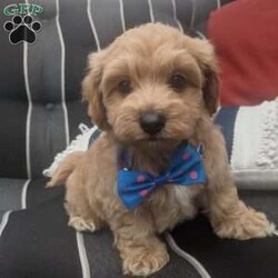 Rocky/Maltipoo									Puppy/Male	/8 Weeks,Meet Rocky, a dear and sweet little maltipoo, he loves attention and playing with our children and giving puppy kisses! He has had his pysical with our local vet and is healthy and happy, he is micro chipped and up to date on his vaccines , estimate adult weight is around 8lb, parents are both is good health as well and have great personalities, he is ready for his forever home anytime after Aug. 9th, and will come to you with a 4lb of the food hes eating, his vet and vaccine records and a 6 month genetic health guarantee. Call or text with any questions 300. Nunrefundable deposit is required to put the puppy on reserve , we have venmo ,cash app, or paypal. 