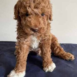 Toy Poodle Puppies (Adorable & Non Shedding)/Poodle (Toy)/Male/Younger Than Six Months,Adorable 3 male toy poodle puppies for sale from 2 toy poodle parents.Mother - red & white toy poodle (DNA cleared from parentage)Father - red toy poodle (DNA tested and clear)1 boy - brown & white (white muzzle)1 boy - red & white (partial liver colour nose)1 boy - cream & whiteAll 3 gorgeous boys born 6.6.24 and ready to go from 1 August 2024 (8 weeks). Vaccinated and microchipped and wormed.These are fantastic pets for families, elderly and for anyone that has allergies. Non shedding coat by genetics and very intelligent. They will grow to be about 3.5-4.5 kg.These little bundles of joy will love to find a loving home and are socialised with our other (unrelated) adult dog too.Serious buyers only. Please send me a message or text.