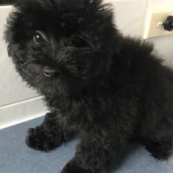 POMERANIAN x TOY POODLE/Pomeranian/Female/Younger Than Six Months,LAST ONE ADORABLE POMERANIAN puppyReady to join your familyThis cute little creature has grown up in a family environment.She will quickly adopt to your environment, please take opportunately to come and visit her to experience her humble nature and love.Mom - pomeranianDad - toy poodle*Vet checked*Microchipped*Vaccinated*Wormed every 2 weeksDOB - 5/04/2024Thank you