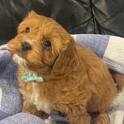 Cuddly Cavoodle Puppies- only 2 boys and 2 girls left /Cavoodle/Both/Younger Than Six Months,Cavoodles make a perfect companion. They are intelligent, affectionate, loyal and are hypoallergenic Your family isn’t complete until you have a Cavoodle.I have 3 boys and two girls left and will be ready for their new homes from next week the 7th of August . Mum and Dad have been DNA tested. Mum weighs 6.5 kg and dad weighs 8.5kg. Puppies will vary from 6kg-10kg when fullygrown. Puppies have been wormed from two weeks every two weeks and they have had their first vaccination , health check and microchipping. They eat high quality kibble , Royal Canin for puppies and will include a small bag to go home with your puppy. A small blanket with scent from mum and the litter will be provided to help transition puppy to their new home.If you are a potential doggy parent who will ensure the puppy needs are met to be healthy and happy, please text or ring on ******** 323 REVEAL_DETAILS 