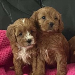 Cuddly Cavoodle Puppies- only 2 boys and 2 girls left /Cavoodle/Both/Younger Than Six Months,Cavoodles make a perfect companion. They are intelligent, affectionate, loyal and are hypoallergenic Your family isn’t complete until you have a Cavoodle.I have 3 boys and two girls left and will be ready for their new homes from next week the 7th of August . Mum and Dad have been DNA tested. Mum weighs 6.5 kg and dad weighs 8.5kg. Puppies will vary from 6kg-10kg when fullygrown. Puppies have been wormed from two weeks every two weeks and they have had their first vaccination , health check and microchipping. They eat high quality kibble , Royal Canin for puppies and will include a small bag to go home with your puppy. A small blanket with scent from mum and the litter will be provided to help transition puppy to their new home.If you are a potential doggy parent who will ensure the puppy needs are met to be healthy and happy, please text or ring on ******** 323 REVEAL_DETAILS 