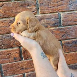 Adopt a dog:Long Haired Miniature Dachshund Puppies/Dachshund/Female/Younger Than Six Months,4 Beautiful Long Haired Minature Dachshund Puppies Looking For Their Forever Homes3 Boys & 1 Girl2 Dapple Boys1 Shaded Cream Boy1 Shaded Cream Girl (SOLD)Puppies Born 30/6/24Ready for their new homes 26/08/24Puppies will be vet checked, microchipped, wormed and vaccinatedPuppies will come with puppy packsblanket with mums scent, toys and puppy foodMum is Long Haired Black and Tan Carrying Cream 5.2kgDad is Long Haired Dapple <5kgFeel free to organise a time to face timeHappy to organise interstate travel also
