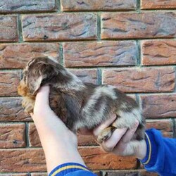 Adopt a dog:Long Haired Miniature Dachshund Puppies/Dachshund/Female/Younger Than Six Months,4 Beautiful Long Haired Minature Dachshund Puppies Looking For Their Forever Homes3 Boys & 1 Girl2 Dapple Boys1 Shaded Cream Boy1 Shaded Cream Girl (SOLD)Puppies Born 30/6/24Ready for their new homes 26/08/24Puppies will be vet checked, microchipped, wormed and vaccinatedPuppies will come with puppy packsblanket with mums scent, toys and puppy foodMum is Long Haired Black and Tan Carrying Cream 5.2kgDad is Long Haired Dapple <5kgFeel free to organise a time to face timeHappy to organise interstate travel also