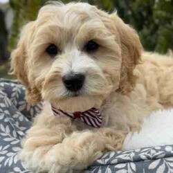 /Cavoodle/Both/Younger Than Six Months,We have a gorgeous litter of miniature Cavoodle puppies, READY TO GO NOW to their loving new homes.Our beautiful puppies are first generation, mum is a pure breed ruby cavalier King Charles spaniel and dad is a pure breed miniature poodle, DNA tested with Orivet, friendly, affectionate family pets both weigh around 8-9kilos and approximately 38cm in height.Cavoodles are the perfect breed for any family.These playful and cuddly puppies are microchipped, vaccinated 1st and 2nd, Vet checked and wormed/tick/flea treated and 6 weeks pet insurance.2 Male PuppiesVisits WelcomeRegistered breeder with the RPBA5648BIN0009435405445