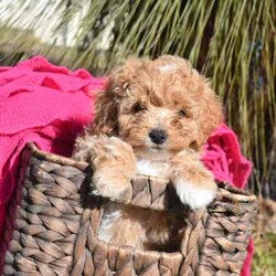 F1B Toy Cavoodles/Cavoodle/Both/Younger Than Six Months,Beautiful F1B Toy Cavoodles3 females ( 1 SOLD) , 1 male.Our puppies are raised in our family home with lots of love and affection so are very socialized.They come Wormed, microchipped & vaccinated.Ready for loving homes this saturday 10/8$2000 ono