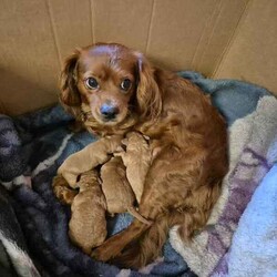 Adopt a dog:Gorgeous Cavoodle Puppies/Cavoodle/Female/Younger Than Six Months,Gorgeous F2 Cavoodles..mum and dad are gorgeous and well suited to therapy temperament..they are also big cavoodles.. mum around 6kgsand dad around 10kg.. so are great for family outings and kids and come with alot less anxiety than the smaller insecure dog breeds..pups will be available after 8wks..taking expression of interests..Archie and Lilly are in home pets and part of the family and pups are raised the same..They are used to cats and and dogs and will be introduced to noises e.g vacuums...tv..people kids so they are without anxiety..they will come vet checked.. vaccinated and wormed..currently wormed every 2 weeks..and are raised on the best of food.. and mum is on a great diet..of chicken vegetables and dry food .. yoghurt to ensure the best milk..A deposit of $200 is required to secure pup..You are more than welcome to come and visit and see pups and mum and dad..we are located in Gulmarrad in Northern nsw..Our Rpba number is 14853Please be certain you are ready for a 15 year commitment to Ur pup as well as training and also Cavoodles are not the kind of dog to be left alone all week.. they are loving and super affectionate and love company..Feel free to call and have a chat.Regard
