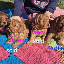 Adopt a dog:Gorgeous Cavoodle Puppies/Cavoodle/Female/Younger Than Six Months,Gorgeous F2 Cavoodles..mum and dad are gorgeous and well suited to therapy temperament..they are also big cavoodles.. mum around 6kgsand dad around 10kg.. so are great for family outings and kids and come with alot less anxiety than the smaller insecure dog breeds..pups will be available after 8wks..taking expression of interests..Archie and Lilly are in home pets and part of the family and pups are raised the same..They are used to cats and and dogs and will be introduced to noises e.g vacuums...tv..people kids so they are without anxiety..they will come vet checked.. vaccinated and wormed..currently wormed every 2 weeks..and are raised on the best of food.. and mum is on a great diet..of chicken vegetables and dry food .. yoghurt to ensure the best milk..A deposit of $200 is required to secure pup..You are more than welcome to come and visit and see pups and mum and dad..we are located in Gulmarrad in Northern nsw..Our Rpba number is 14853Please be certain you are ready for a 15 year commitment to Ur pup as well as training and also Cavoodles are not the kind of dog to be left alone all week.. they are loving and super affectionate and love company..Feel free to call and have a chat.Regard