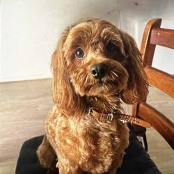 Brown Cavoodle Puppies For Sale/Cavoodle/Male/Younger Than Six Months,6 week old very cute cavoodle puppies3x boys left- Both parents have DNA papers and are cleared of any diseases or imperfections.- The puppies have been microchipped and the first lot of their vaccinations are done.- very playful and full of energy- very cuddly and gentleMessage for more information and for more photos.Very happy to answer any questions you might have.Thanks