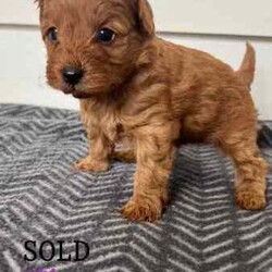 Brown Toy Cavoodle Puppies For Sale/Cavoodle/Male/Younger Than Six Months,7 week old very cute cavoodle puppiesx3 males left- Both parents have DNA papers and are cleared of any diseases or imperfections- The puppies have been microchipped and have had their 6 week vaccinations- Very playful and full of energy- Very cuddly and gentleMessage for more information and more photos.Very happy to answer any questions you may have!Thanks.