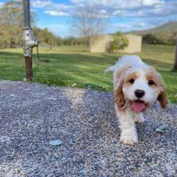 1 female and 1 Male Cavoodle/Cavoodle/Both/Younger Than Six Months,Playful and smart cavoodle puppies. Cavoodle mum and pure King Charles Cavalier dad who are our family petsPuppies are healthy, assessed by the Vet, vaccinated, wormed and microchipped2 puppies available1 Female Blenheim - $9501 Male Blenheim - $950Enquiries welcome
