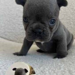 French Bulldog Pups (Purebred) /French Bulldog/Both/Younger Than Six Months,FOR SALEFrench Bulldog PupsColours: Blue/1x Blue Pied4 Female3 MaleCurrently 5 weeks oldReady for homing from the 25th of August, 2024 (8 weeks)Will be microchipped and vaccinatedPrice $2,500 eachLocated in KurrajongFor more info call or text Tara on ******5338 REVEAL_DETAILS 