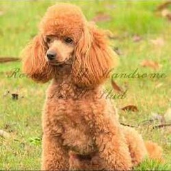 Brown Cavoodle Puppies For Sale/Cavoodle/Male/Younger Than Six Months,6 week old very cute cavoodle puppies3x boys left- Both parents have DNA papers and are cleared of any diseases or imperfections.- The puppies have been microchipped and the first lot of their vaccinations are done.- very playful and full of energy- very cuddly and gentleMessage for more information and for more photos.Very happy to answer any questions you might have.Thanks