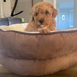 Toy Poodle Puppies for sale! /Cavoodle/Male/Younger Than Six Months,2 First Generation Toy Poodle Puppies for sale!1. Apricot colour - male - born on 01/06/2024.2. Ruby colour with white chest - male - born on 01/06/2024.Puppies are microchipped and have receive their first vaccine.Mum and dad are Toy Poodle.Licensed breeder no: 19207