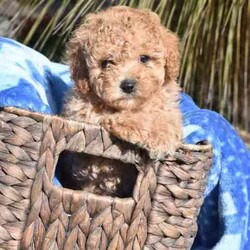 F1B Toy Cavoodles/Cavoodle/Both/Younger Than Six Months,Beautiful F1B Toy Cavoodles3 females ( 1 SOLD) , 1 male.Our puppies are raised in our family home with lots of love and affection so are very socialized.They come Wormed, microchipped & vaccinated.Ready for loving homes this saturday 10/8$2000 ono