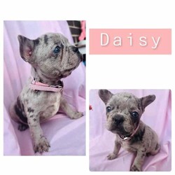 French bulldog puppies /French Bulldog/Male/Younger Than Six Months,Looking for a loving home for these 6 charming French Bulldog puppies! These playful pups are full of personality and are ready to bring joy to your family. With their unique markings and sweet temperaments, they'll make the perfect furry companions. Don't miss out on the opportunity to welcome one of these cuties into your life! Contact me for more details and to meet these adorable pups! 