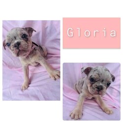French bulldog puppies /French Bulldog/Male/Younger Than Six Months,Looking for a loving home for these 6 charming French Bulldog puppies! These playful pups are full of personality and are ready to bring joy to your family. With their unique markings and sweet temperaments, they'll make the perfect furry companions. Don't miss out on the opportunity to welcome one of these cuties into your life! Contact me for more details and to meet these adorable pups! 