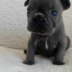French Bulldog Pups (Purebred) /French Bulldog/Both/Younger Than Six Months,FOR SALEFrench Bulldog PupsColours: Blue/1x Blue Pied4 Female3 MaleCurrently 5 weeks oldReady for homing from the 25th of August, 2024 (8 weeks)Will be microchipped and vaccinatedPrice $2,500 eachLocated in KurrajongFor more info call or text Tara on ******5338 REVEAL_DETAILS 