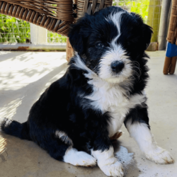 Aussiedoodles puppies/Australian Shepherd Dog/Male/Younger Than Six Months,Mini Aussiedoodle puppies, currently only one available at discount price, all others sold.We are a registered, we only breed once or twice a year for quality healthy sound dogs.Our parent dogs are extensively DNA tested by OrivetWe are registered with QPBA 0000 373558989and RPBA. 10357Our dogs are healthy happy sound and confident and can be used for therapy and assistance dogs. They are loyal loving intelligent family or companion dogs that love nothing more than to be with their humans.They will come first vaccinations, microchipped, wormed, and fully vet checked.Treated with monthly flea and tic medication.You will need a fully fenced yard for your dogs safety and regular grooming to ensure you’ll have a dog you’ll be proud to own.Aussiedoodles are low to non shedding and in my opinion thus mix is one of the best for sound intelligence and perfect companionWe can assist with flights interstate if requiredOur puppies will be ready to leave on 15th augustPlease no time wasters, check with the hubby or wife and landlords etc that you can free to commit to your new dog