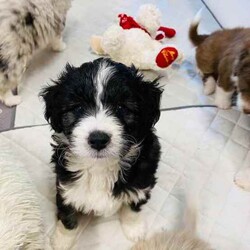 Aussiedoodles puppies/Australian Shepherd Dog/Male/Younger Than Six Months,Mini Aussiedoodle puppies, currently only one available at discount price, all others sold.We are a registered, we only breed once or twice a year for quality healthy sound dogs.Our parent dogs are extensively DNA tested by OrivetWe are registered with QPBA 0000 373558989and RPBA. 10357Our dogs are healthy happy sound and confident and can be used for therapy and assistance dogs. They are loyal loving intelligent family or companion dogs that love nothing more than to be with their humans.They will come first vaccinations, microchipped, wormed, and fully vet checked.Treated with monthly flea and tic medication.You will need a fully fenced yard for your dogs safety and regular grooming to ensure you’ll have a dog you’ll be proud to own.Aussiedoodles are low to non shedding and in my opinion thus mix is one of the best for sound intelligence and perfect companionWe can assist with flights interstate if requiredOur puppies will be ready to leave on 15th augustPlease no time wasters, check with the hubby or wife and landlords etc that you can free to commit to your new dog