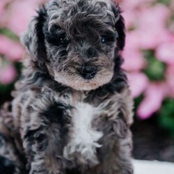 Wifi/Miniature Poodle									Puppy/Male	/June 24th, 2024,To contact the breeder about this puppy, click on the “View Breeder Info” tab above.