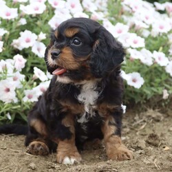 Bubbles/Cavalier King Charles Spaniel									Puppy/Female	/8 Weeks,Hi, I’m an adorable little girl looking for a new home. I would love to join you on your next adventure. Please reach out to my family for any questions you may have.