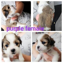 7 beautiful lhasa apso puppies for sale/Lhasa apso/Mixed Litter/4 weeks,My beautiful girl gave birth to 7 gorgeous little bundles of joy on 3rd july all thriving.
I have 3 children aged 16,7 and 3 all are used to been handled cuddled and kissed ?? from birth very playful and loving
Currently 3week old they have just started to get all fluffy ??
I am taking a £100 non refundable deposit to be paid upon viewing and picking your gorgeous little fur baby ?? I own both mum and dad so they can be both seem
2 boys £800
4 girls £850
Ready to leave from 28th August