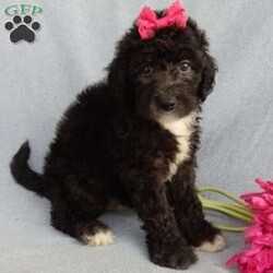 Stella/Mini Sheepadoodle									Puppy/Female	/8 Weeks,Prepare to fall in love!!! My name is Stella and I’m the sweetest little F1b mini sheepadoodle looking for my furever home! One look into my warm, loving eyes and at my silky soft coat and I’ll be sure to have captured your heart already!  I’m very happy, playful and very kid friendly and I would love to fill your home with all my puppy love!! I am full of personality, and I give amazing puppy kisses! I stand out way above the rest with my beautiful shiny black coat!!!…  I have been vet checked head to tail and  I am up to date on all vaccinations and dewormings . I come with a 1 year guarantee with the option of extending it to a 3 year guarantee and  shipping is available! We also have NDR (national doodle registry) papers available and birth certificates for an additional fee! My mother is our precious Lily, a 44# sheepadoodle with a heart of gold and a very mild personality and my father is Cory, a 15# blue merle mini poodle and he also has a wonderful personality!! Both of the parents are available to meet and the mother is genetically tested clear!   I will grow to approx  25-30# and I will be hypoallergenic and nonshedding! !!… Why wait when you know I’m the one for you? Dont miss out, call or text Martha to make me the newest addition to your family and get ready to spend a lifetime of tail wagging fun with me!   (7% sales tax on in home pickups)