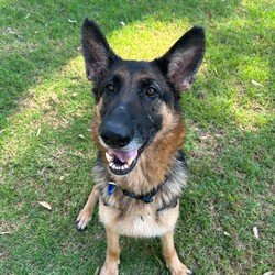 Gemma/German Shepherd Dog/Female/6 Years 7 Months,Hey my name is Gemma and I am a super sweet older gal who is now looking for her very own family. I would love a family who has experience with my breed, I am very loyal and loving but will need sometime to get to know you and form that unbreakable bond. I can be a bit scared throughout storms so need a home that will allow me to have indoor and outdoor access, I just need to be near my family to feel safe at these times, I can also see myself being a lounge lizard and a lady of luxury if you allow me to. It would be ideal if my new guardian is home more often than not especially to help me settle in, if you need to leave me alone I will need a safe backyard with solid fencing as I can get unsettled if I can see traffic walking past my house. I will need older children in the home that understand that I may need space from time to time, I also can get pushy when I want to play and don't realise my size and I would hate to hurt anyone. I will need to be the only animal in the home other dogs make me uncomfortable and I like to keep my distance from them, I won't be suited to off lead or heavy traffic dog areas. My leash manners are beautiful so we can enjoy a nice calm walk in a quieter area together. Requirements: -Must meet all family  -No children under 12 -Must be only pet  -Indoor/outdoor access -Breed savvy owner If you think I could be the girl for you please head into the shelter today to say hi, I am looking forward to potentially meeting my new family. Love, Gemma xo