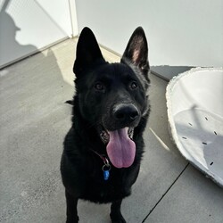 Wolfie/German Shepherd Dog / Dutch Shepherd/Male/6 Years 2 Months,Hey there, I'm Wolfie, a lively black Shepherd hoping to find my perfect match! I'm all about fun and games—give me a squeaky toy or a ball, and I'm in my element. Playing fetch is my favorite pastime, and with my sleek black fur and alert ears, I'm quite the handsome guy, if I do say so myself! Now, let's talk about what I need in a forever home. I'm a big boy with a lot of energy, so someone who knows their way around large breeds would be perfect for me. Experience with dogs like me means you'll understand my need for exercise and mental stimulation. Here's the thing—I prefer to be the only dog in the household. It's not that I don't like other dogs, I just get a bit frustrated around them sometimes. I want all the attention to myself, you know? But when it comes to kids, I'm open to meeting them! It's important we get along well and feel comfortable together. I'm healthy, up to date on my vaccinations, and ready to bring lots of joy and companionship to the right person or family. If you're looking for a loyal buddy who's always up for an adventure, let's meet up! I can't wait to charm you with my playful antics and loving nature. Lots of love, Wolfie xx
