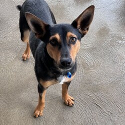 Parker/Australian Kelpie/Male/1 Year,**If you are interested is giving this wonderful pet a home please visit our website and complete an expression of interest  Hi there my name is Parker and I am a sweet younger fella who is now looking for my very own family to love and adore me!! I came into the shelter with my siblings after having a pretty sheltered start to life. I didn't get to experience much so I'm still learning how to be brave and explore the world. I will need a family who is going to be able to take things slow so that I'm not getting overwhelmed. I have been in foster as I was not coping with shelter life as it was too unpredictable and scary for me. I have settled into home life really well and it has helped me so much to have another confident social dog in the home. Due to the support I get from another dog I will need to go to a home that has another dog in the home, I am young and active so they will need to be able to match my energy. I will need to meet all family members on the day of my adoption and any children will have to be over 6 years old, It may take me some time to warm up and get to know you but once I do I am the sweetest boy you could ever meet. It would be ideal if my new family understands the needs of a working breed dog as well, I am currently in foster on property and I am loving life. I will need both mental and physical activity as I am a smart boy who needs outlets to keep me entertained so I don't learn bad habits. I am still learning to navigate the indoors and I am now sleeping inside my foster home, I will need both indoor and outdoor access in my new home, I love to spend the day outside running around with my friends but then also enjoy to comforts of home and enjoy cuddling up with my humans of a night time. Requirements: -Must meet all family -No children under 6 – Canine companion needed -Indoor/outdoor access – Breed Savvy home If you think I could be the guy for your family, please ring the shelter today and organize a meet and greet. I can't wait to meet you!!