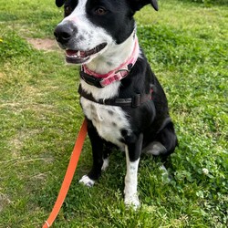 Mercury/Border Collie / Staffordshire Bull Terrier/Female/1 Year 2 Months,Hi, I'm Mercury and I am on the hunt for a loving home. I have lived a life of unpredictability and have a lot to learn about the world, as I have spent most of my young life in care. I am an enrichment Queen with a zest for adventure, who would love to settle in a cozy bed indoors with a long-lasting chew and zoom around a large, fully fenced yarded area playing fetch. I would thrive in a home with older children, who I can grow with, be my love bug self and who will give me some space to be alone when I need some decompression. I am a long lasting treat connoisseur and chewing is my favourite way to decompress. Some of my favourite yummy chews are coffee wood, goat horns and venison ears. I am a social butterfly who adores socializing with larger furry friends and would do best in a home without small animals. I love going for sniff walks with furry friends, however my play style is not every canines cup of tea. For this reason I am not a gal who is going to be able to attend off lead areas. I would love a well socialised and calm furry friend who is going to teach me that taking time for some zzz's is just as rewarding as zoomies. Requirements -Must meet all family  -Children over 12 years -Must meet all dogs (can be selective)  -Not suited to a home with small pets If you think you could give me the love and devotion that I deserve, head to the Hunter Shelter and the staff can help us meet. I can't wait to see you! Love and nose boops, Mercury
